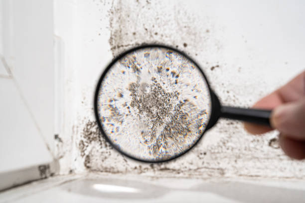 Mold Documentation for Insurance Claims in East Meadow, NY